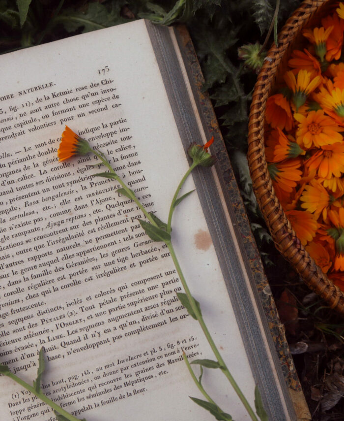Calendula sauvage ~ Calendula arvensis
